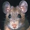 Woodrat