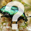  What is...invertebrate?