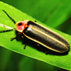 Firefly <br>Lightning Bug