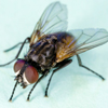 Housefly