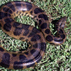 Anaconda