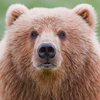 Kodiak Bear <br>A Brown Bear
