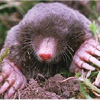 Mole