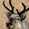 Reindeer