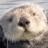 Otter, Sea
