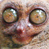 Tarsier