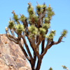Joshua Tree <br>National Park