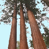 Kings Canyon <br>National Park