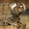Marmoset