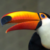 Toucan
