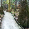 Congaree <br>National Park