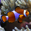 Clown Fish