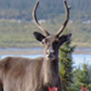 Kobuk Valley <br>National Park