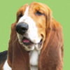 Basset Hound