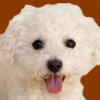 Bichon Frise
