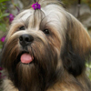 Lhasa Apso