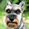 Schnauzer <br>Miniature