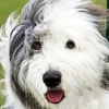 Old English Sheepdog