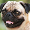 Pug