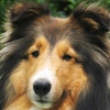 Shetland Sheepdog