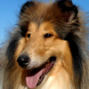 Collie