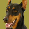 Doberman Pinscher