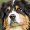 Australian Shepherd