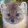 Marten