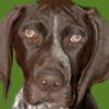 German Shorthaired Pointer