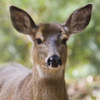 Deer, Mule 