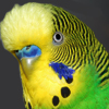 Pet Parakeet