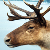 Caribou