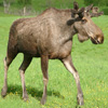 Moose