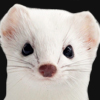 Ermine <br>Stoat