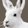 Hare, Arctic