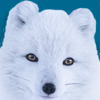 Fox, Arctic