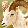 Dall's Sheep