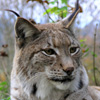 Bobcat