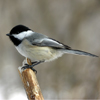 Chickadee