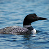 Loon