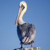 Pelican
