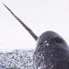 Narwhal Whale