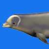 Bottlenose Whale