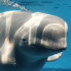 Beluga Whale
