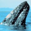 Gray Whale