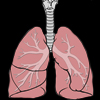 Respiratory System