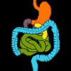 Digestive System