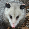 Opossum