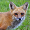 Fox, Red