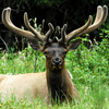 Elk